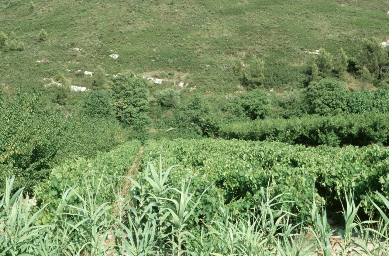 Hervé Jézéquel photographie MNATP. Enquête conduite par Marie-France Gueusquin en Provence (1992-2000) Provence-Alpes-Côte d'Azur, France 2000/7/1 Ph.2000.34.204  Photo