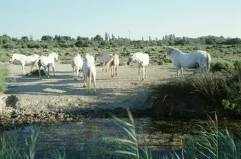 Hervé Jézéquel photographie MNATP. Enquête conduite par Marie-France Gueusquin en Provence (1992-2000) Provence-Alpes-Côte d'Azur, France 2000/7/1 Ph.2000.34.220 Photo