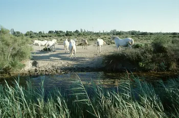 Hervé Jézéquel photographie MNATP. Enquête conduite par Marie-France Gueusquin en Provence (1992-2000) Provence-Alpes-Côte d'Azur, France 2000/7/1 Ph.2000.34.221 Photo