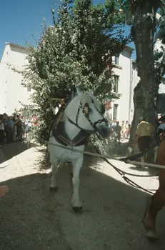 Hervé Jézéquel photographie MNATP. Enquête conduite par Marie-France Gueusquin en Provence (1992-2000) Provence-Alpes-Côte d'Azur, France 2000/7/1 Ph.2000.39.110 Photo