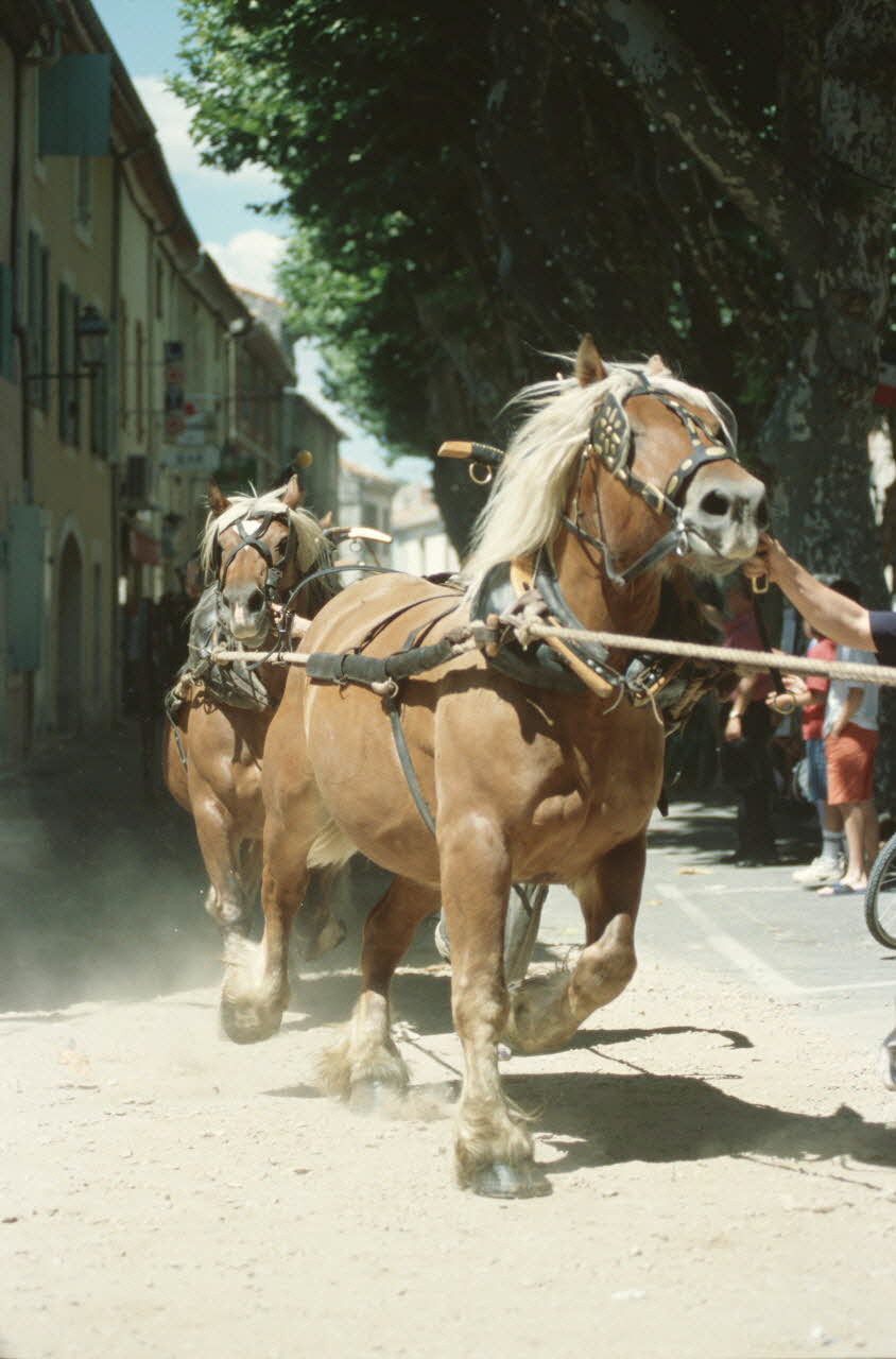 Hervé Jézéquel photographie MNATP. Enquête conduite par Marie-France Gueusquin en Provence (1992-2000) Provence-Alpes-Côte d'Azur, France 2000/7/1 Ph.2000.39.35 Photo