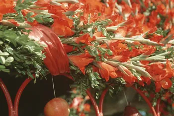 Hervé Jézéquel photographie MNATP. Enquête conduite par Marie-France Gueusquin en Provence (1992-2000) Provence-Alpes-Côte d'Azur, France 2000/8/1 Ph.2000.40.20 Photo