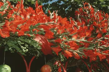 Hervé Jézéquel photographie MNATP. Enquête conduite par Marie-France Gueusquin en Provence (1992-2000) Provence-Alpes-Côte d'Azur, France 2000/8/1 Ph.2000.40.21 Photo
