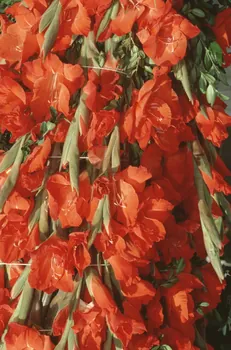 Hervé Jézéquel photographie MNATP. Enquête conduite par Marie-France Gueusquin en Provence (1992-2000) Provence-Alpes-Côte d'Azur, France 2000/8/1 Ph.2000.40.22 Photo