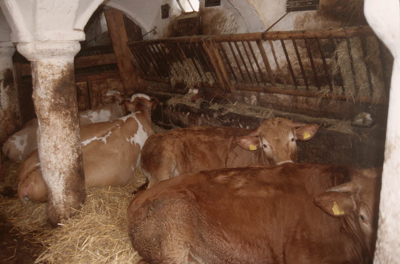 Jean Cuisenier photographie Exposition et enquête de Jean Cuisenier au Musée de Bad Windsheim en Allemagne (du 13 au 16 mai 2004) Bavière, Allemagne 2004/5/13 Ph.2007.13.6 Photo