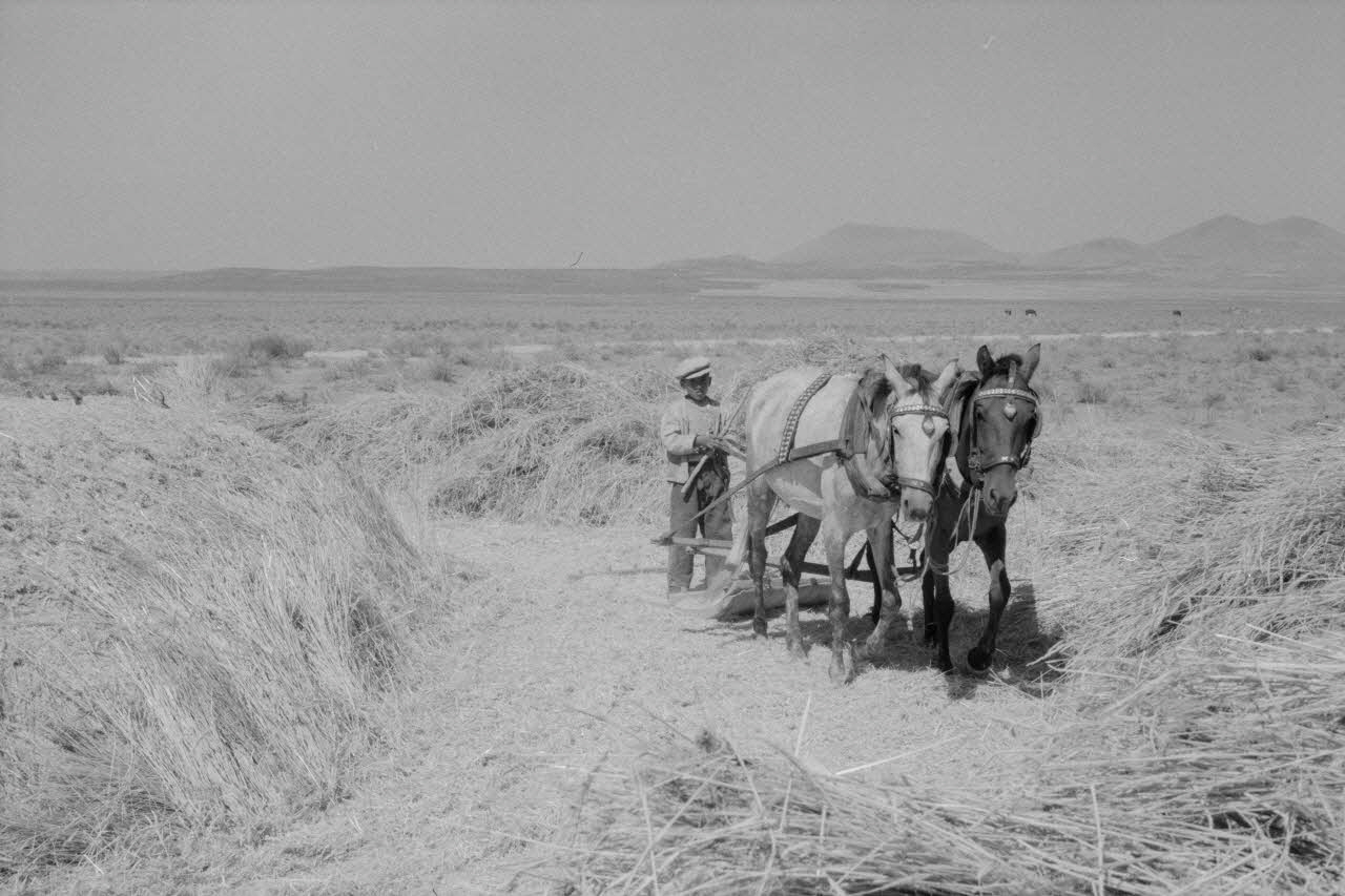 Jean-Pierre Martinon ; C. Martinon photographie Enquête conduite par Jean-Pierre Martinon et C. Martinon en Turquie (1968) Province de Konya ?, Turquie 1968/1/1 Ph.2007.23.19 Photo