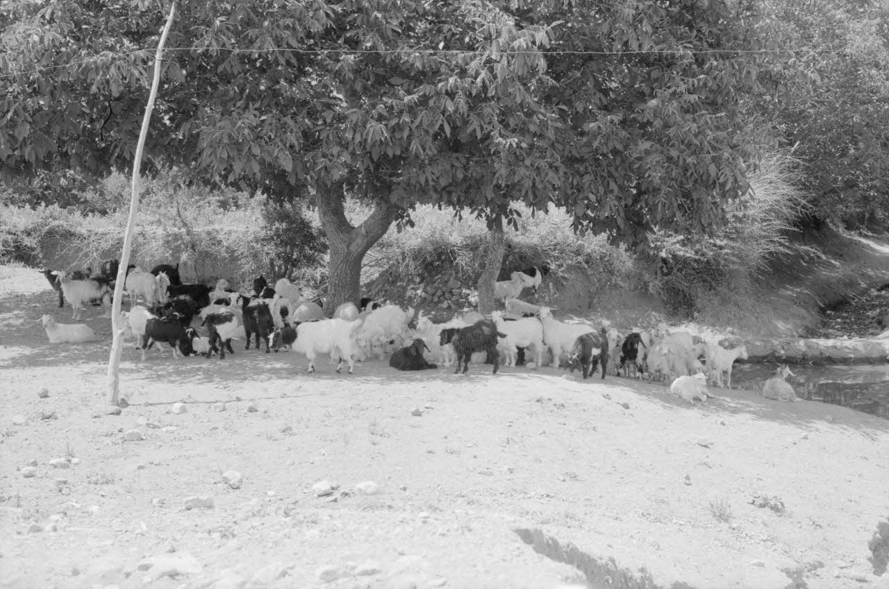 Jean-Pierre Martinon ; C. Martinon photographie Enquête conduite par Jean-Pierre Martinon et C. Martinon en Turquie (1968) Province de Konya, Turquie 1968/1/1 Ph.2007.25.5 Photo