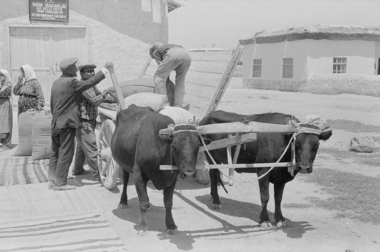 Jean-Pierre Martinon ; C. Martinon photographie Enquête conduite par Jean-Pierre Martinon et C. Martinon en Turquie (1968) Province de Konya, Turquie 1968/1/1 Ph.2007.26.29 Photo