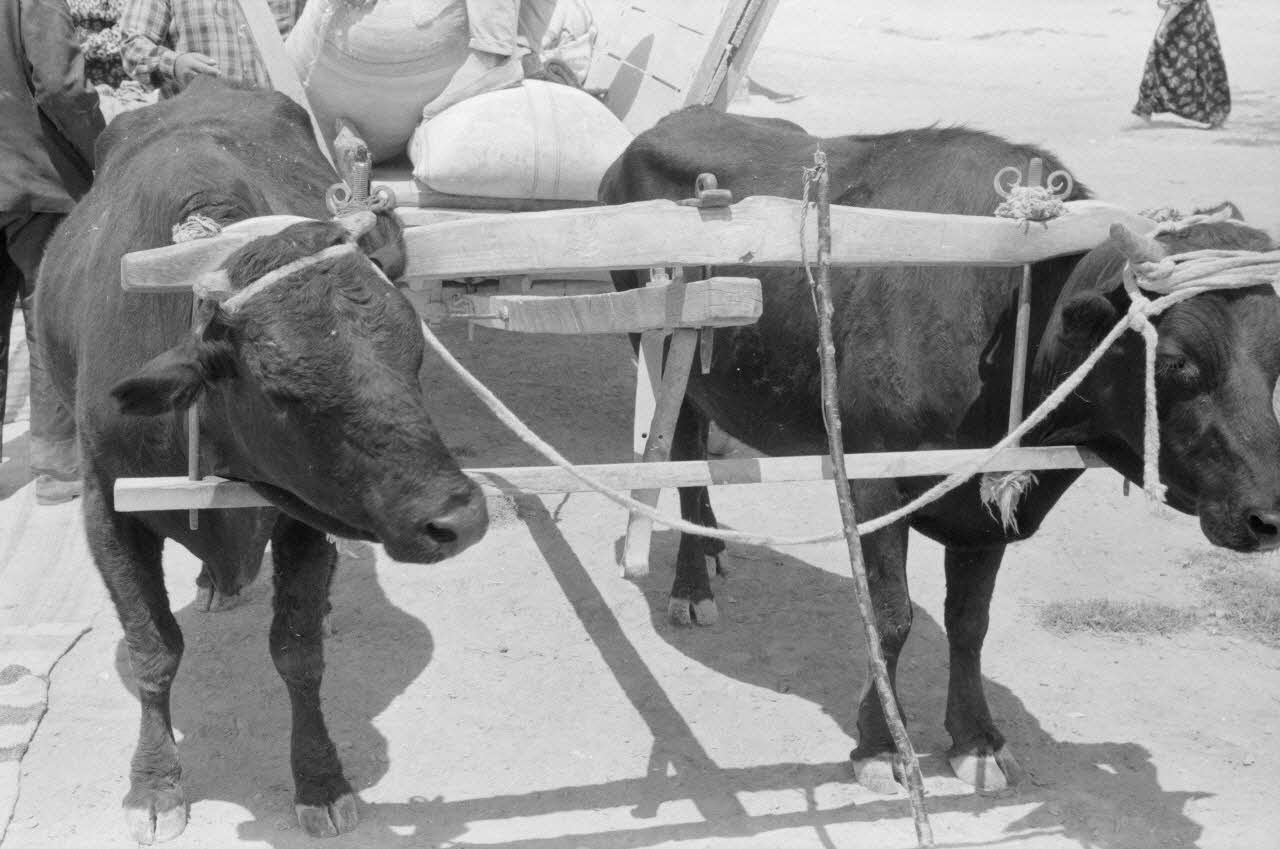 Jean-Pierre Martinon ; C. Martinon photographie Enquête conduite par Jean-Pierre Martinon et C. Martinon en Turquie (1968) Province de Konya, Turquie 1968/1/1 Ph.2007.26.30 Photo
