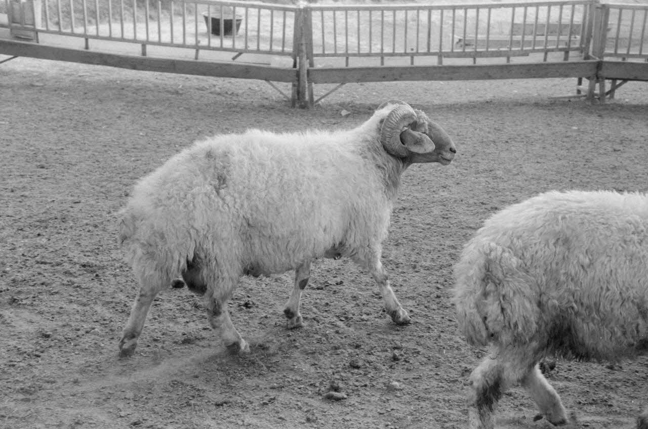 Jean-Pierre Martinon ; C. Martinon photographie Enquête conduite par Jean-Pierre Martinon et C. Martinon en Turquie (1968) Province de Konya, Turquie 1968/1/1 Ph.2007.30.12 Photo