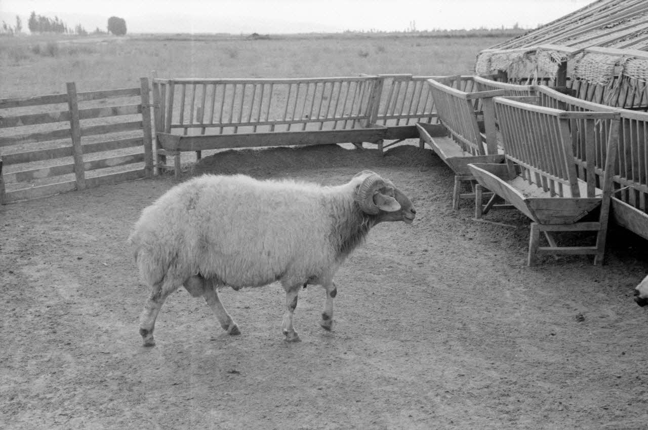 Jean-Pierre Martinon ; C. Martinon photographie Enquête conduite par Jean-Pierre Martinon et C. Martinon en Turquie (1968) Province de Konya, Turquie 1968/1/1 Ph.2007.30.13 Photo