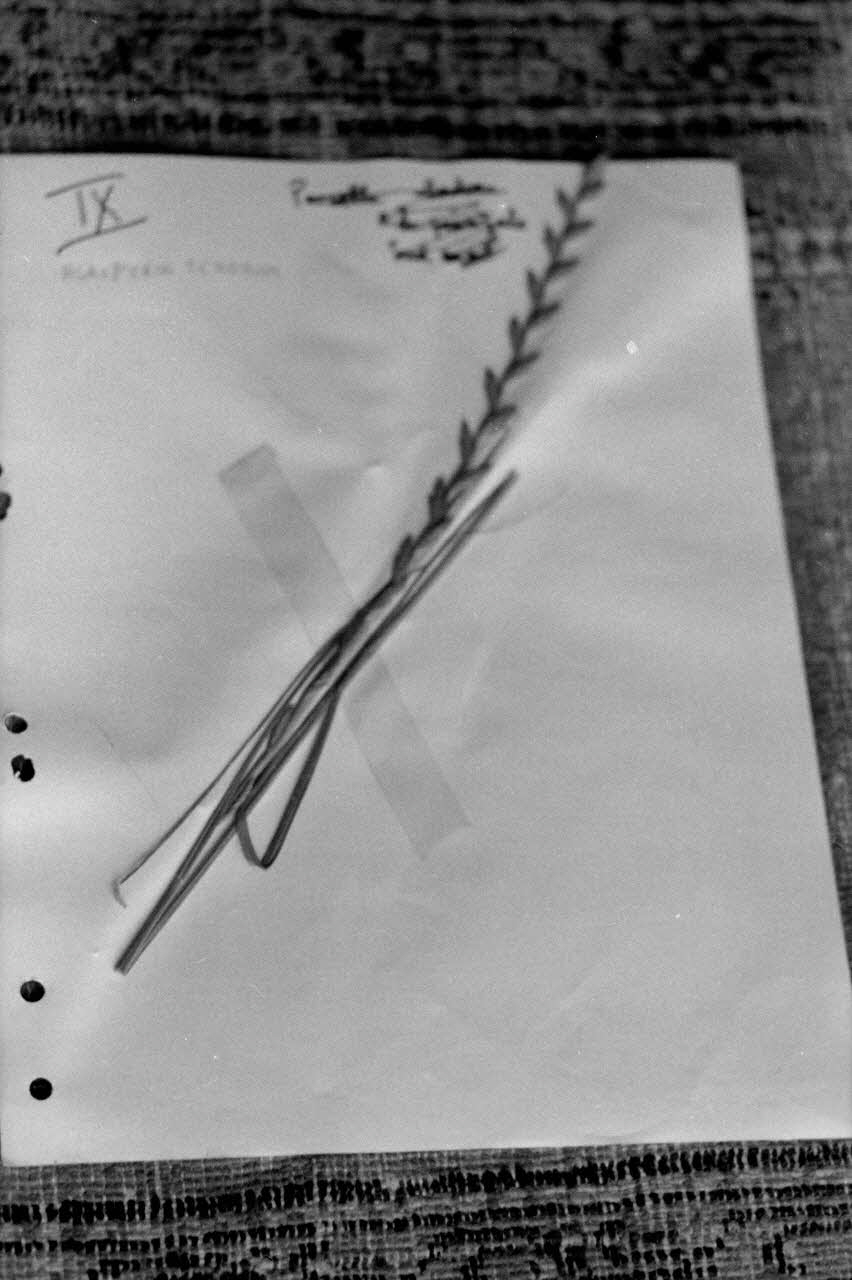 Jean-Pierre Martinon ; C. Martinon photographie Enquête conduite par Jean-Pierre Martinon et C. Martinon en Turquie (1968) Province de Konya, Turquie 1968/1/1 Ph.2007.30.30 Photo