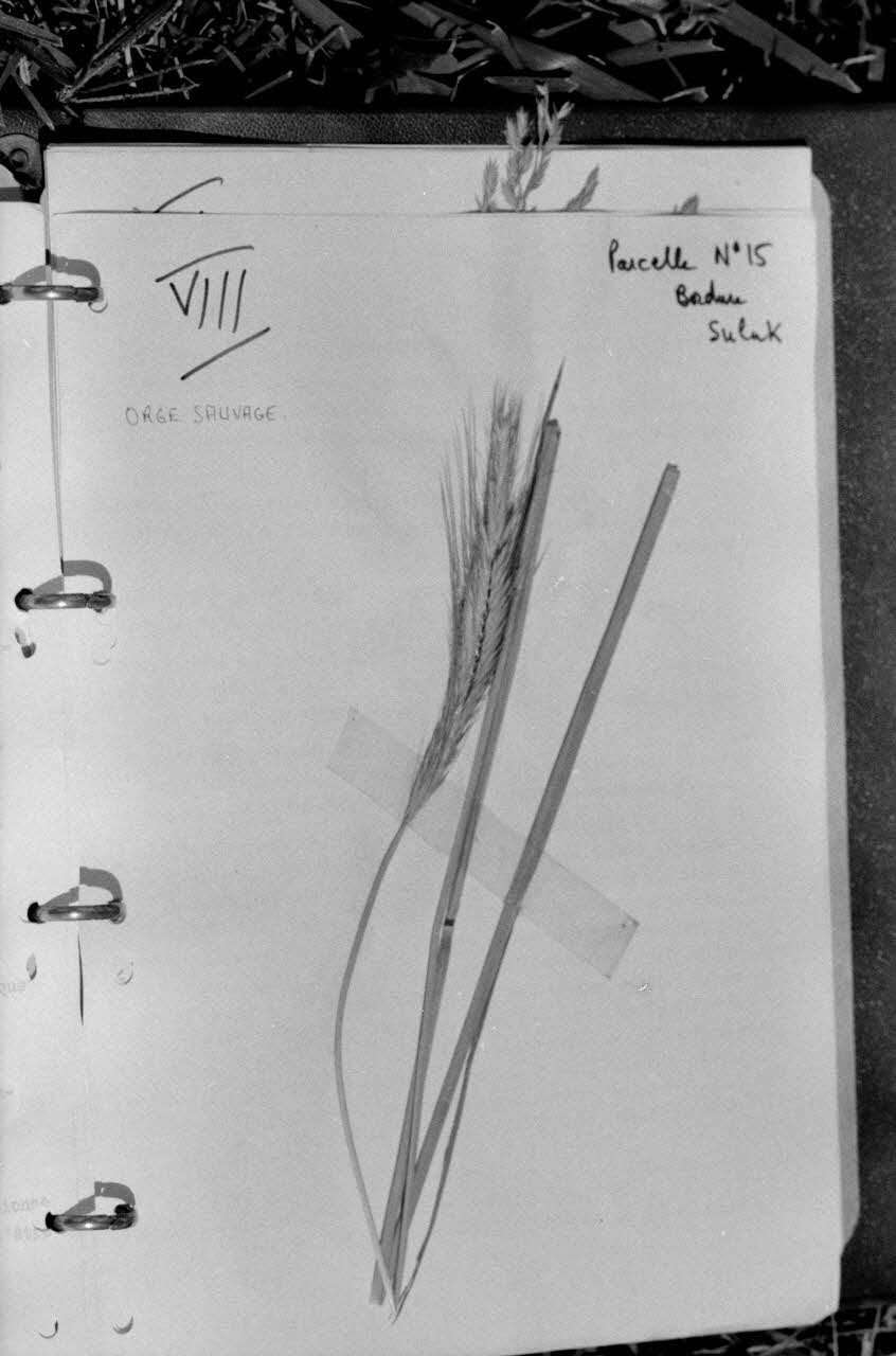 Jean-Pierre Martinon ; C. Martinon photographie Enquête conduite par Jean-Pierre Martinon et C. Martinon en Turquie (1968) Province de Konya, Turquie 1968/1/1 Ph.2007.30.40 Photo