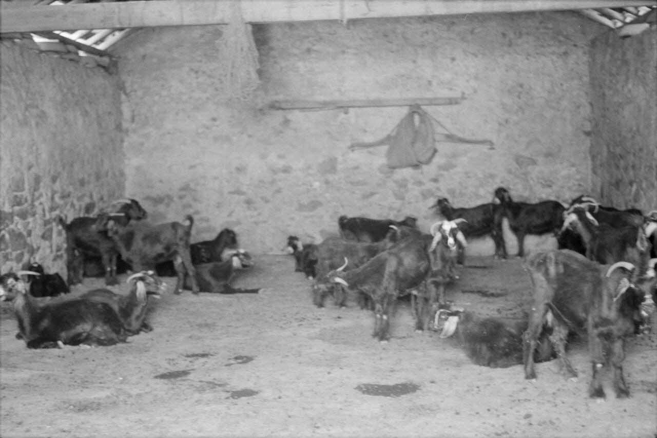 Jean-Pierre Martinon ; C. Martinon photographie Enquête conduite par Jean Cuisenier, Jean-Pierre Martinon et C. Martinon en Tunisie (juillet et août 1969) Gouvernorat de ?, Tunisie 1969/7/1-1969/8/1 Ph.2007.38.22 Photo