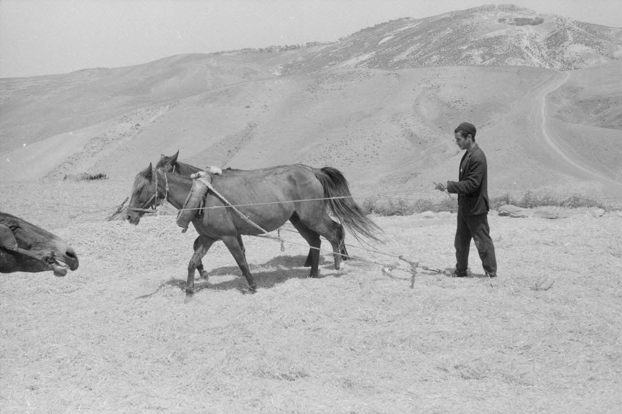Jean-Pierre Martinon ; C. Martinon photographie Enquête conduite par Jean Cuisenier, Jean-Pierre Martinon et C. Martinon en Tunisie (juillet et août 1969) Gouvernorat de ?, Tunisie 1969/7/1-1969/8/1 Ph.2007.39.22 Photo