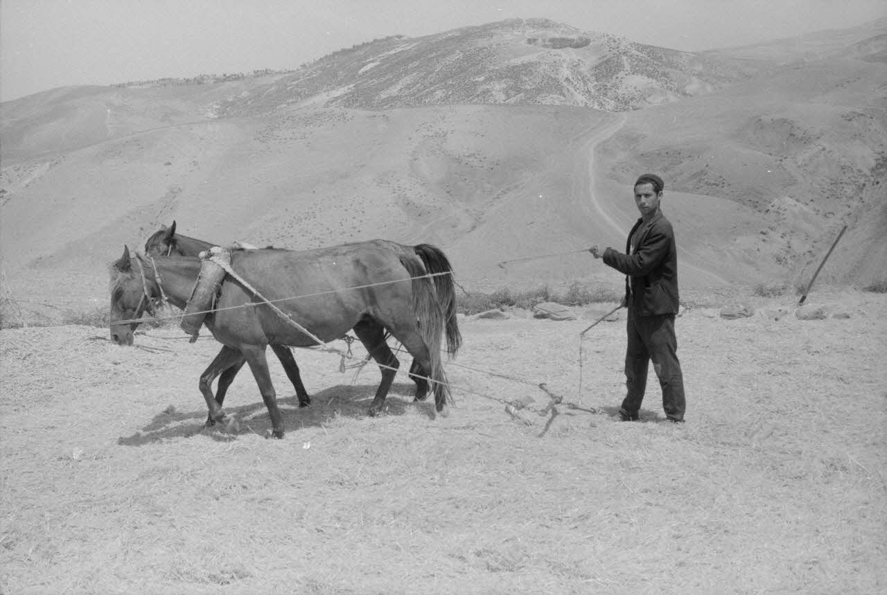 Jean-Pierre Martinon ; C. Martinon photographie Enquête conduite par Jean Cuisenier, Jean-Pierre Martinon et C. Martinon en Tunisie (juillet et août 1969) Gouvernorat de ?, Tunisie 1969/7/1-1969/8/1 Ph.2007.39.24 Photo