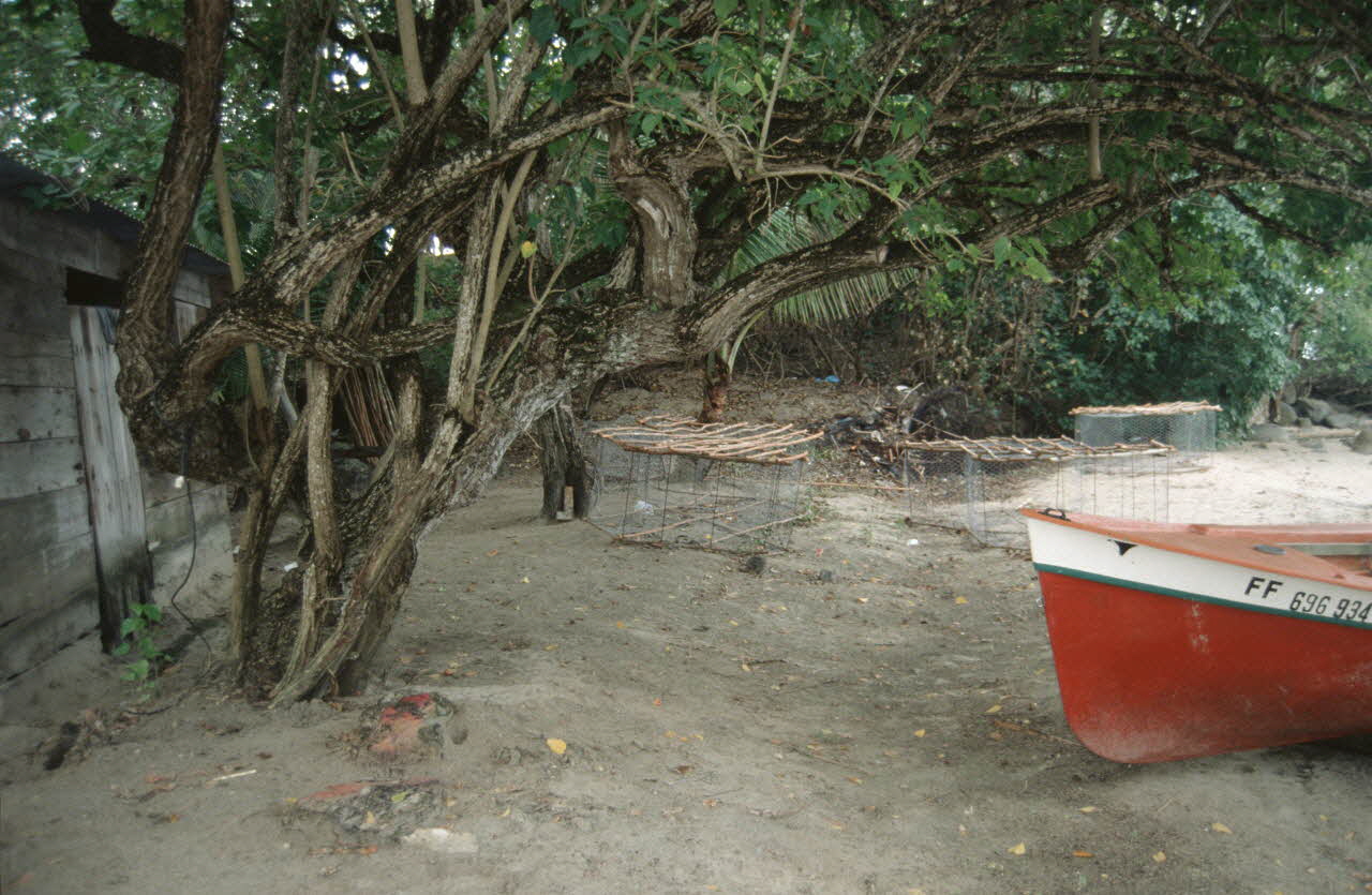 photographie Enquête conduite par Jean Cuisenier en Martinique Ph.2007.4.31 Photo