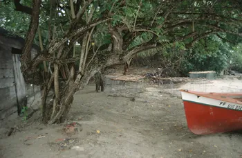 photographie Enquête conduite par Jean Cuisenier en Martinique Ph.2007.4.31  Photo