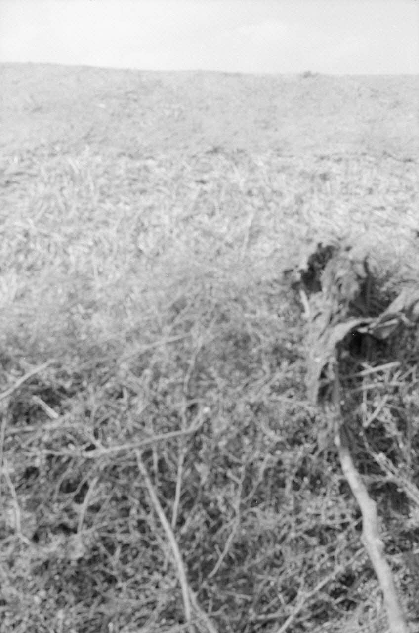 Jean-Pierre Martinon ; C. Martinon photographie Enquête conduite par Jean Cuisenier, Jean-Pierre Martinon et C. Martinon en Tunisie (juillet et août 1969) Tunisie 1969/7/1-1969/8/1 Ph.2007.41.26 Photo