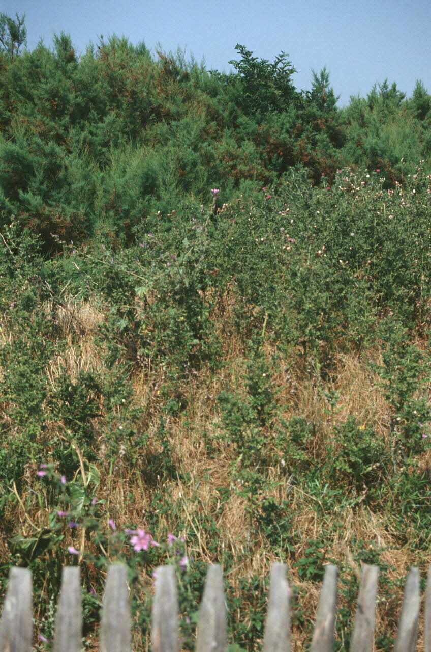 Jean Cuisenier photographie Enquête conduite par Jean Cuisenier dans le Calvados (du 25 au 30 juillet 1995) Basse-Normandie, France 1995/7/25 Ph.2007.44.13 Photo