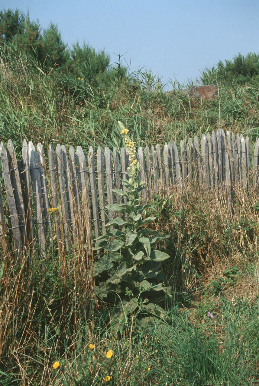 Jean Cuisenier photographie Enquête conduite par Jean Cuisenier dans le Calvados (du 25 au 30 juillet 1995) Basse-Normandie, France 1995/7/25 Ph.2007.44.16 Photo