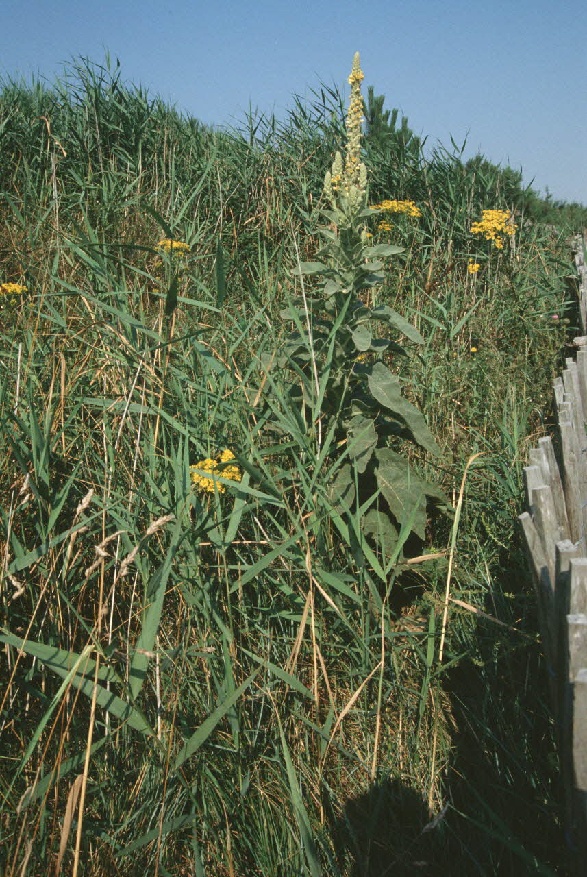 Jean Cuisenier photographie Enquête conduite par Jean Cuisenier dans le Calvados (du 25 au 30 juillet 1995) Basse-Normandie, France 1995/7/25 Ph.2007.44.18 Photo