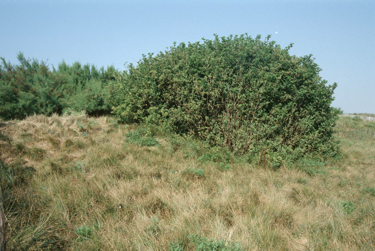 Jean Cuisenier photographie Enquête conduite par Jean Cuisenier dans le Calvados (du 25 au 30 juillet 1995) Basse-Normandie, France 1995/7/25 Ph.2007.44.19 Photo