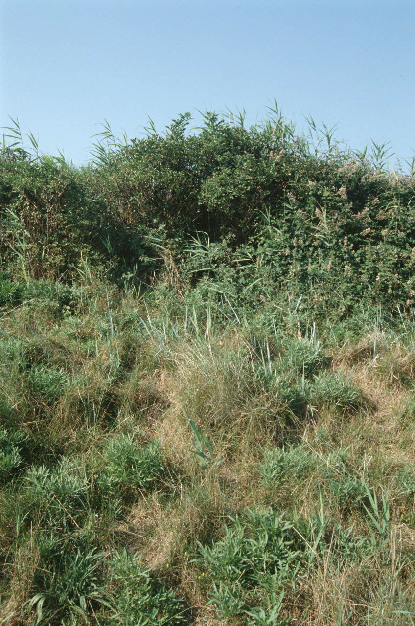 Jean Cuisenier photographie Enquête conduite par Jean Cuisenier dans le Calvados (du 25 au 30 juillet 1995) Basse-Normandie, France 1995/7/25 Ph.2007.44.20 Photo