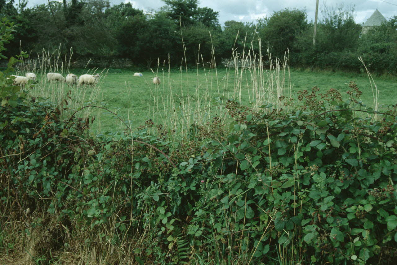 Jean Cuisenier photographie Enquête conduite par Jean Cuisenier dans la Manche (octobre 1992) Basse-Normandie, France 1992/10/1 Ph.2007.7.20 Photo