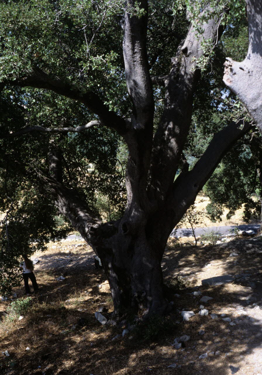 photographie Forêt de chênes séculaires autour du sanctuaire de Sour Ph.2008.2.33 Photo