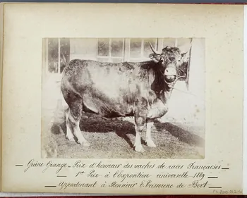 Anonyme photographie Fonds Laplaud France 1889 Ph.2009.00.2.10  Photo