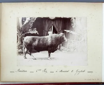Anonyme photographie Fonds Laplaud France 1893/9/27 Ph.2009.00.2.24  Photo