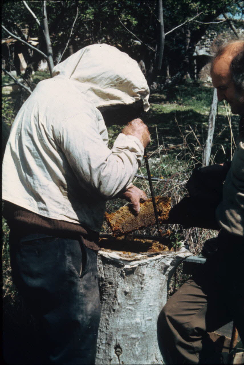 photographie MNATP. Exposition. L’abeille, l’homme, le miel et la cire (23 octobre 1981 - 28 mai 1982) Ph.2009.00.6.12 Photo RMN-Grand Palais (Mucem)