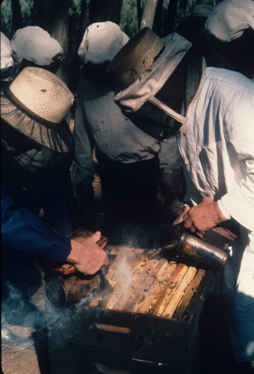 photographie MNATP. Exposition. L’abeille, l’homme, le miel et la cire (23 octobre 1981 - 28 mai 1982) Ph.2009.00.6.13 Photo RMN-Grand Palais (Mucem)