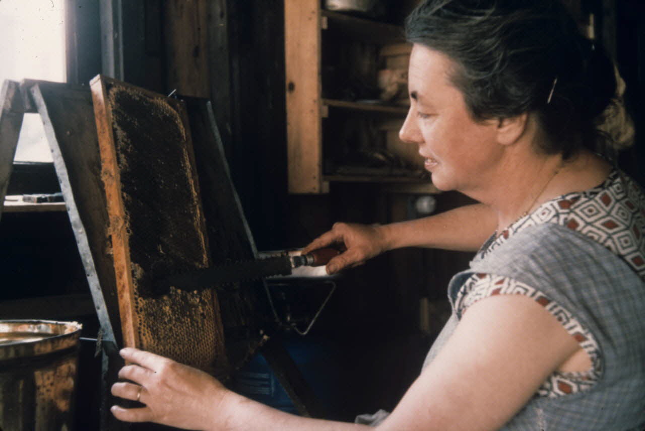 photographie MNATP. Exposition. L’abeille, l’homme, le miel et la cire (23 octobre 1981 - 28 mai 1982) Ph.2009.00.6.14 Photo RMN-Grand Palais (Mucem)