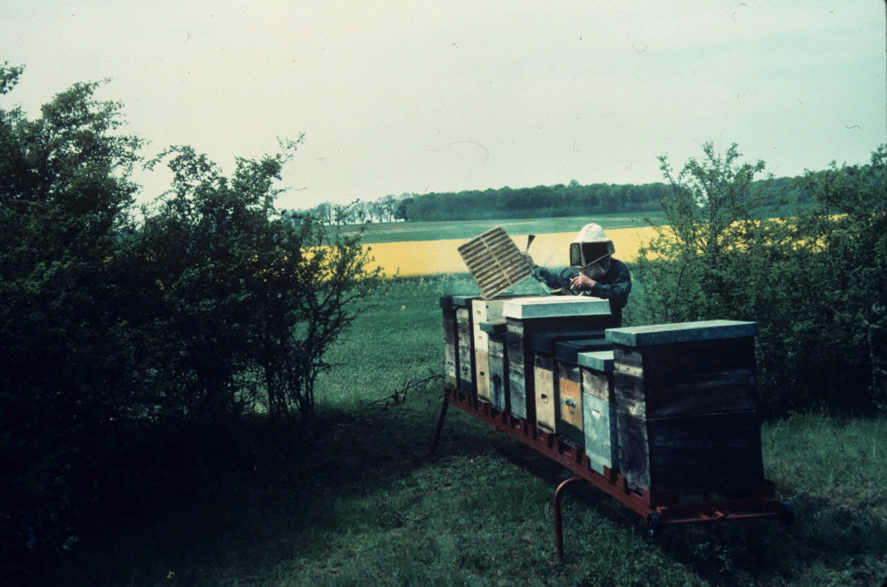 photographie MNATP. Exposition. L’abeille, l’homme, le miel et la cire (23 octobre 1981 - 28 mai 1982) Ph.2009.00.6.16 Photo RMN-Grand Palais (Mucem)