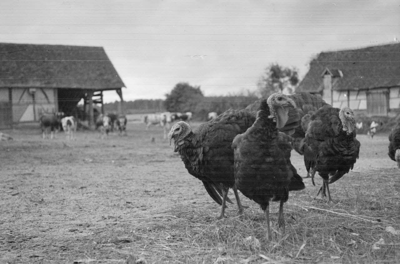 Guy Pison photographie MNATP. Enquête sur la Sologne Centre, France 1937 Ph.1937.1896 Photo