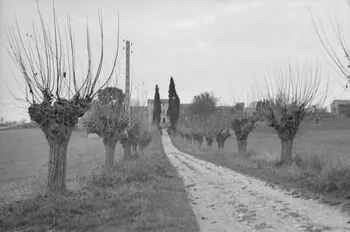 Guy Pison photographie Route d'Aix. A 8 km : mas Provence-Alpes-Côte d'Azur, France 1937/11/14 Ph.1937.3204 Photo