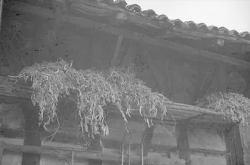 Duchemin photographie Haricots sous le toit Rhône-Alpes, France 1937/9/10 Ph.1937.2957 Photo