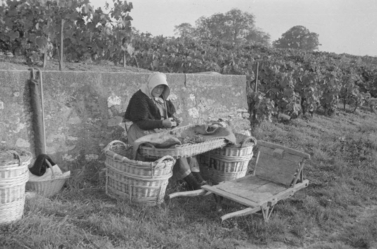 Duchemin photographie Vieille femme épluchant les grappes Champagne-Ardenne, France 1937/9/23 Ph.1937.3069 Photo