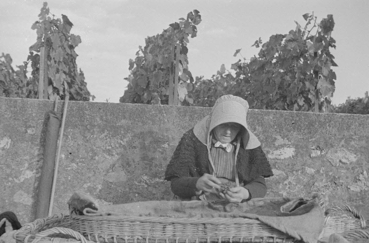 Duchemin photographie Vieille femme épluchant les grappes Champagne-Ardenne, France 1937/9/23 Ph.1937.3070 Photo