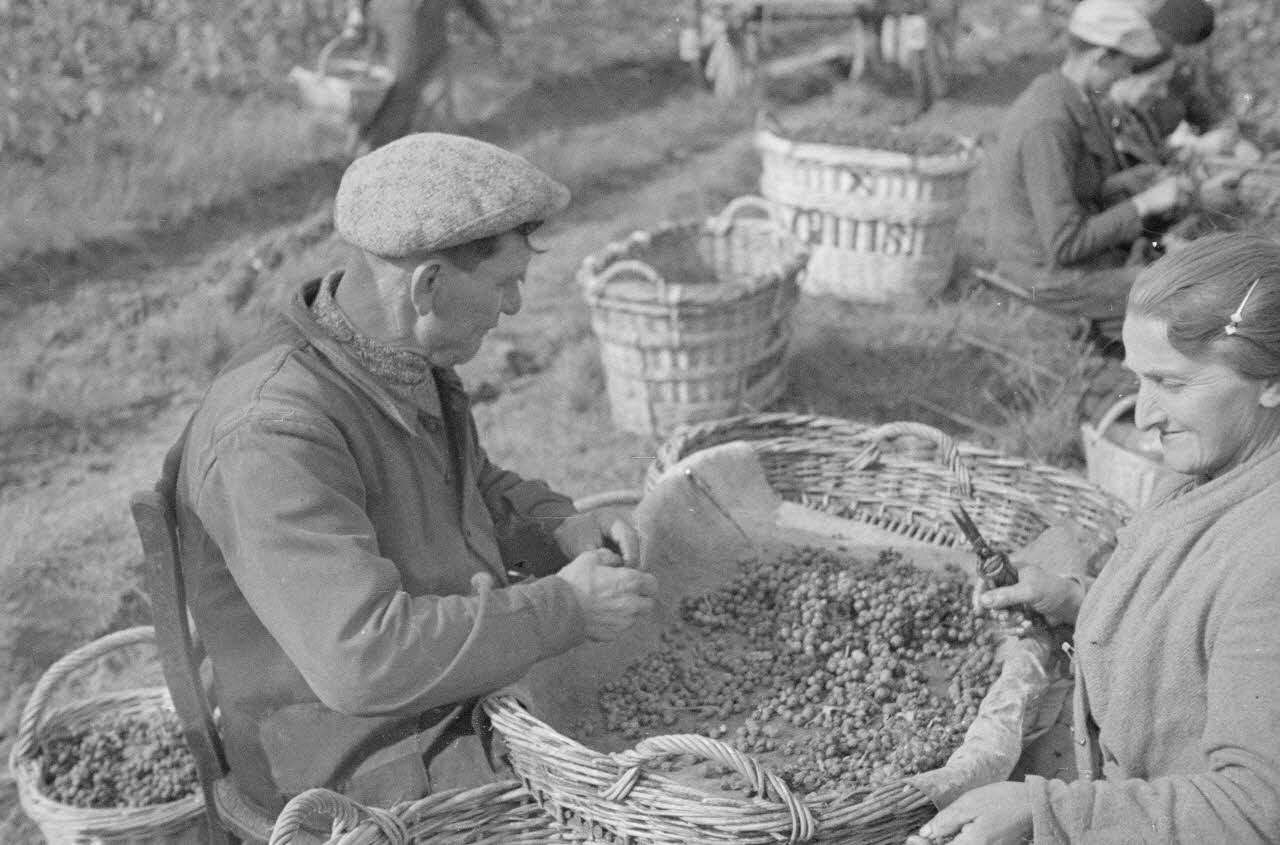 Duchemin photographie Epluchage. Sécateur spécial Champagne-Ardenne, France 1937/9/23 Ph.1937.3072 Photo