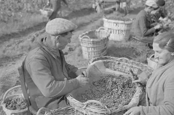 Duchemin photographie Epluchage. Sécateur spécial Champagne-Ardenne, France 1937/9/23 Ph.1937.3072  Photo