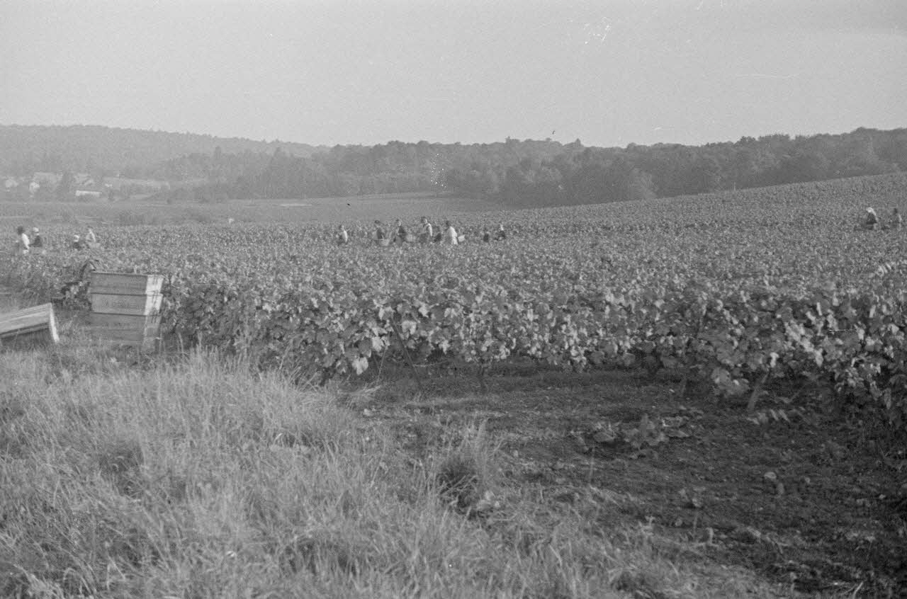 Duchemin photographie Vendangeurs dans les "routes" Champagne-Ardenne, France 1937/9/23 Ph.1937.3073 Photo