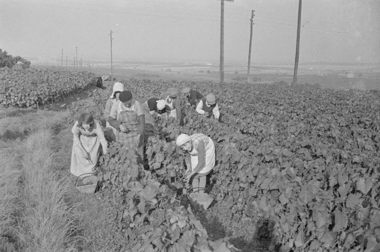 Duchemin photographie Vendangeurs dans les "routes" Champagne-Ardenne, France 1937/9/23 Ph.1937.3075 Photo