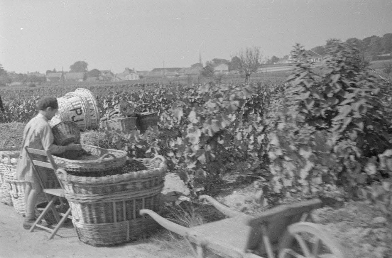 Duchemin photographie Epluchage au bord de la route Champagne-Ardenne, France 1937/9/24 Ph.1937.3086 Photo