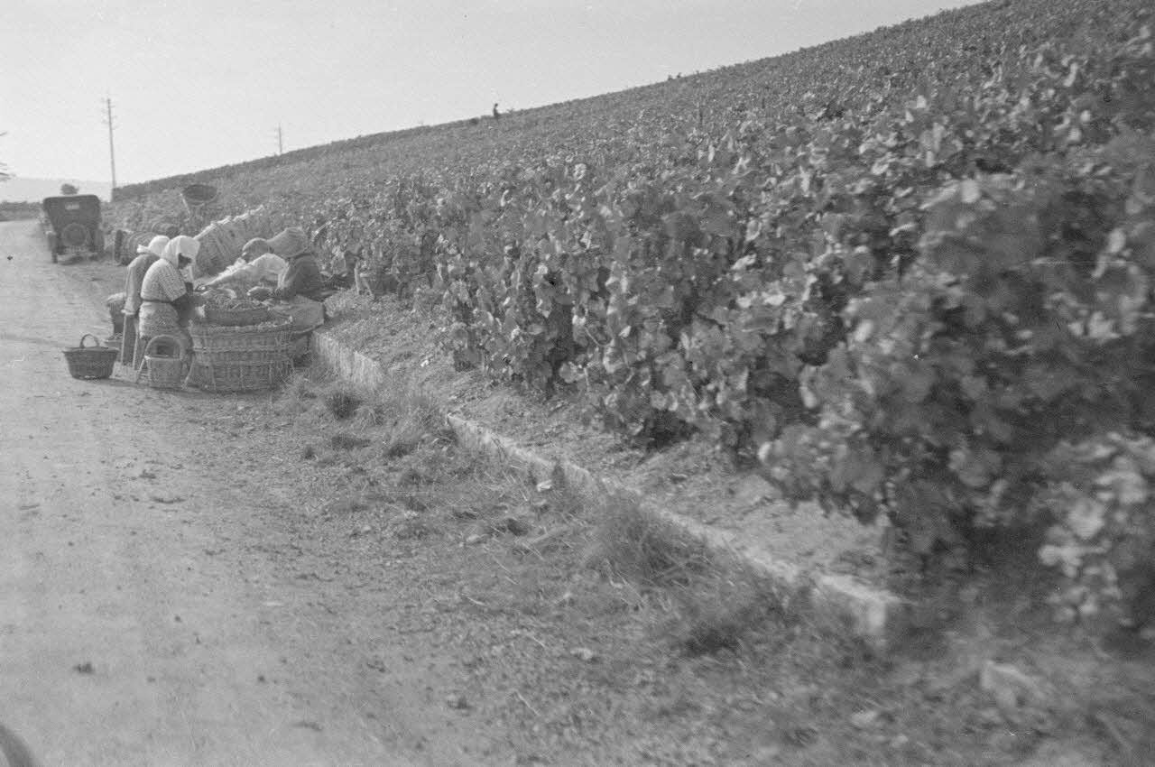 Duchemin photographie Epluchage au bord de la route Champagne-Ardenne, France 1937/9/24 Ph.1937.3087 Photo