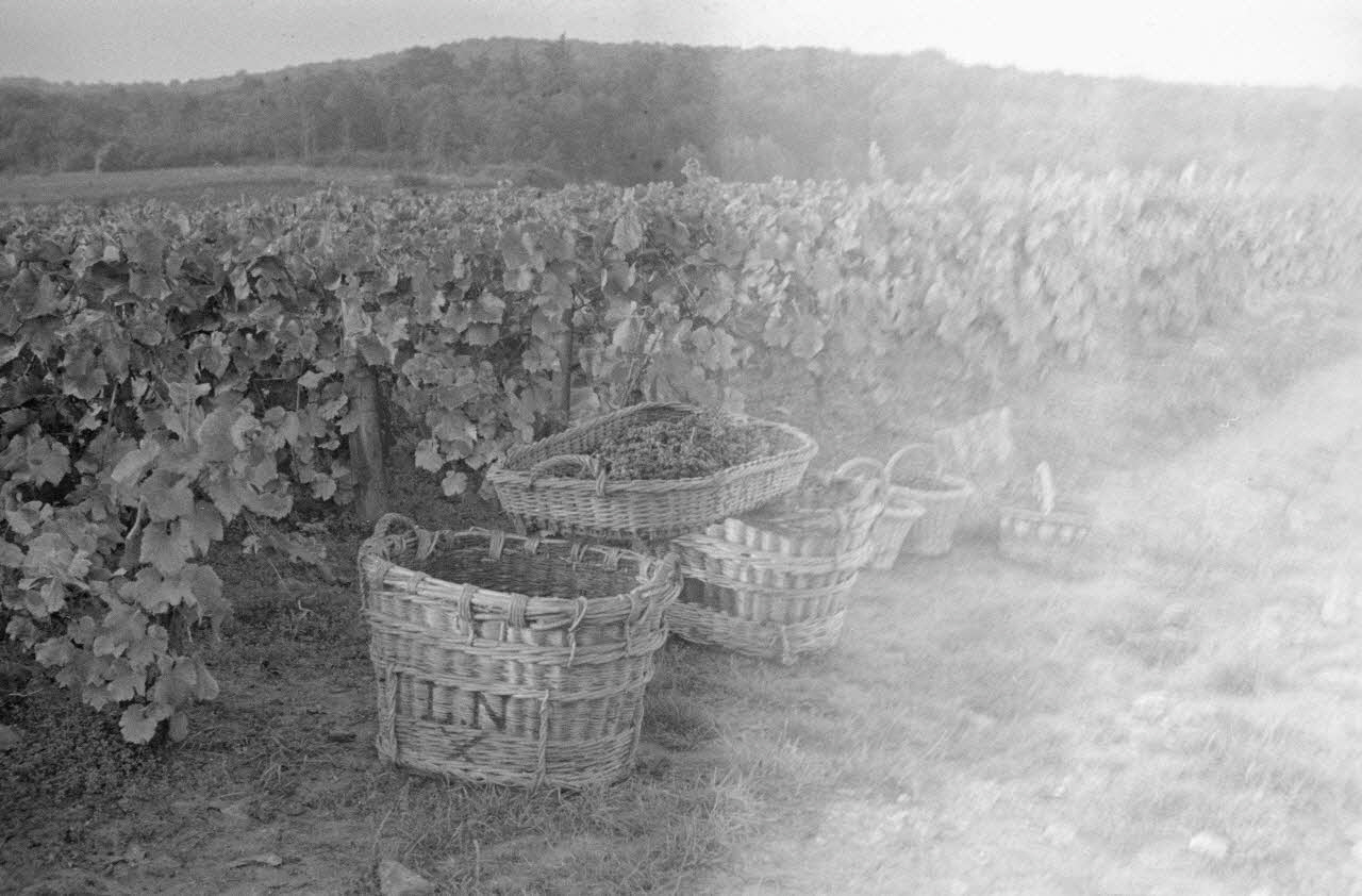 Duchemin photographie Paniers en place pour l'épluche Champagne-Ardenne, France 1937/9/23 Ph.1937.3067 Photo