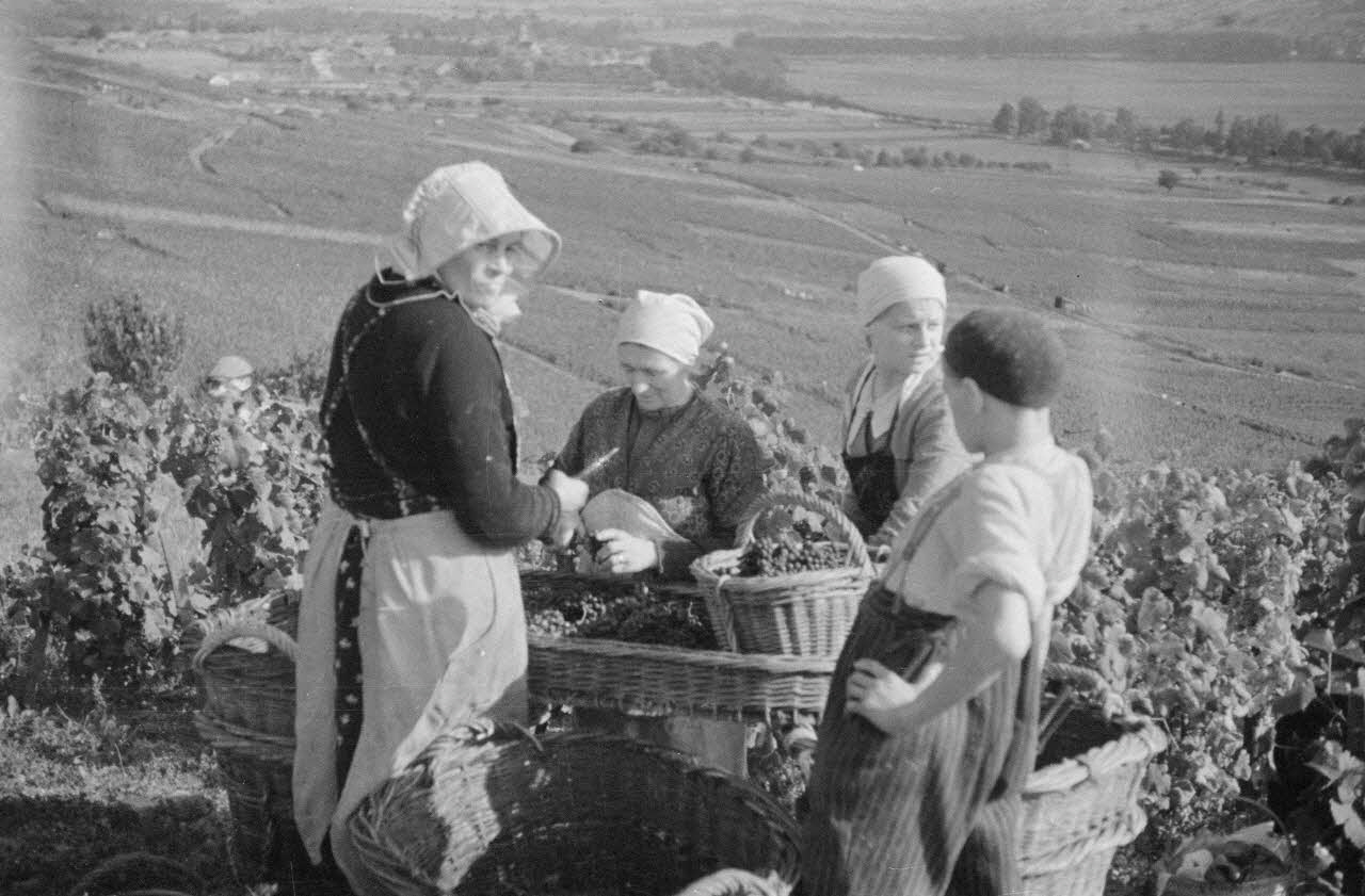 Duchemin photographie Vignoble de Madame Paris. Vendangeuses à l'épluchage. Madame Paris porte le "bagnolet" Champagne-Ardenne, France 1937/9/24 Ph.1937.3089 Photo