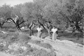 Marcel Maget photographie MNATP. Mission de Marcel Maget et André Varagnac en Provence (novembre 1938) Provence-Alpes-Côte d'Azur, France 1938/11/20 Ph.1939.1.486 Photo